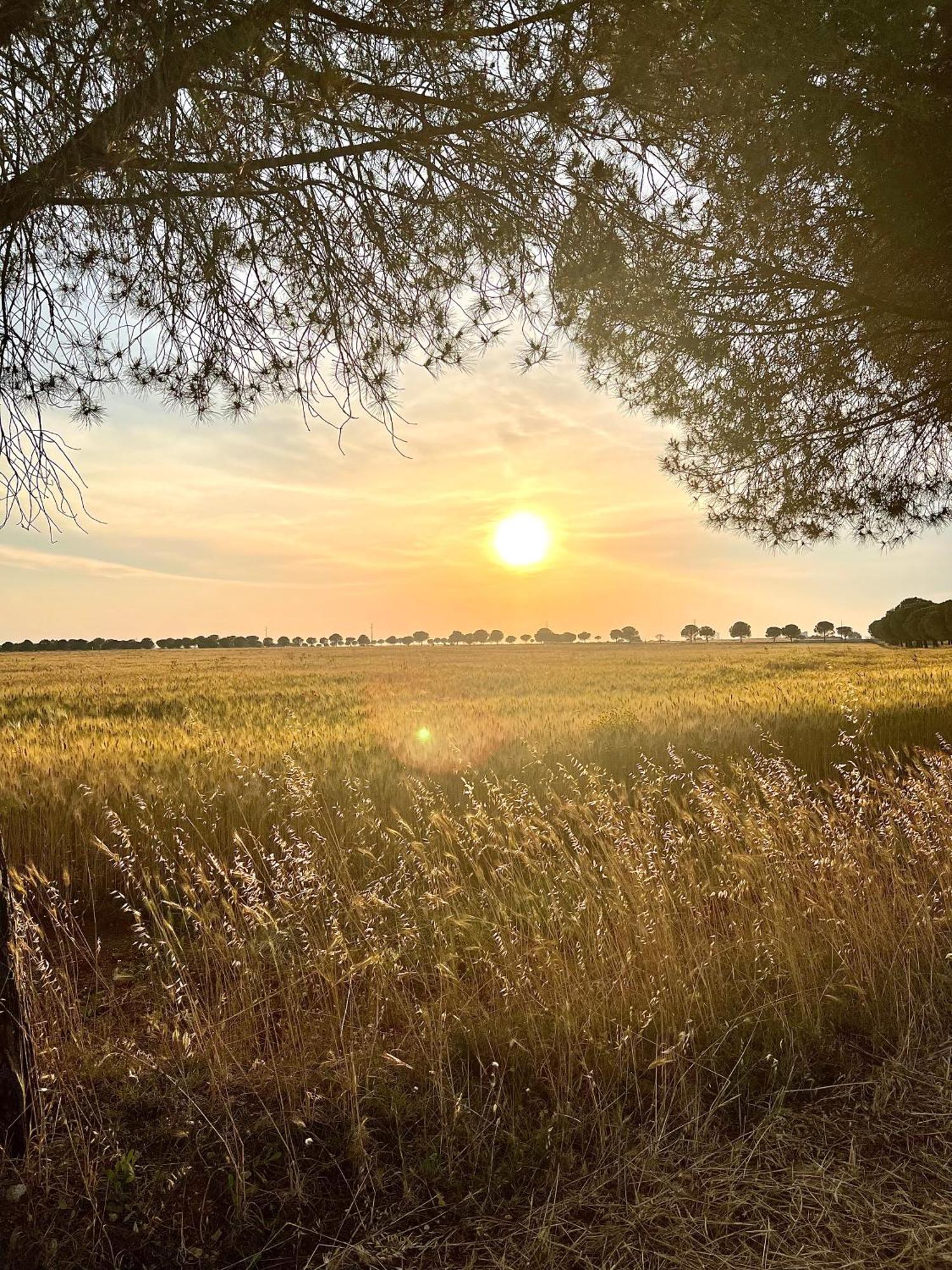 Masseria Casina Montana Corigliano dʼOtranto Eksteriør bilde